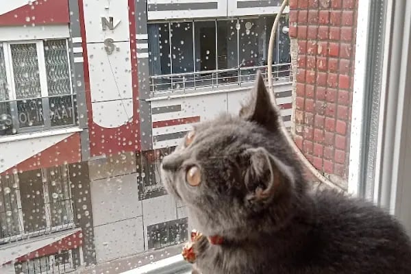 Halkalı Peri Veteriner Kliniği - Resim 15