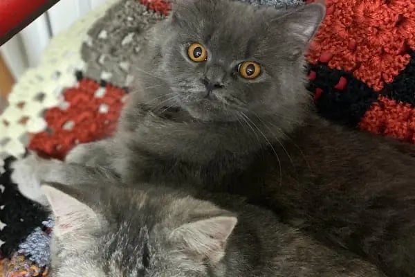 Halkalı Peri Veteriner Kliniği - Resim 13