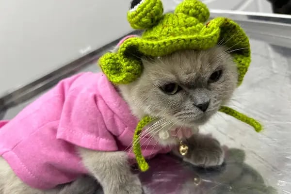 Halkalı Peri Veteriner Kliniği - Resim 3