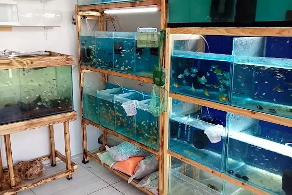 Çakır Petshop - Resim 17