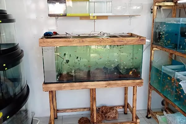 Çakır Petshop - Resim 20