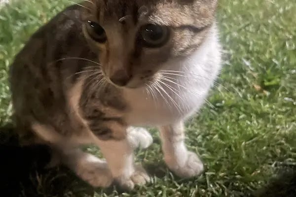 Ümraniye Akça Veteriner Kliniği - Resim 8