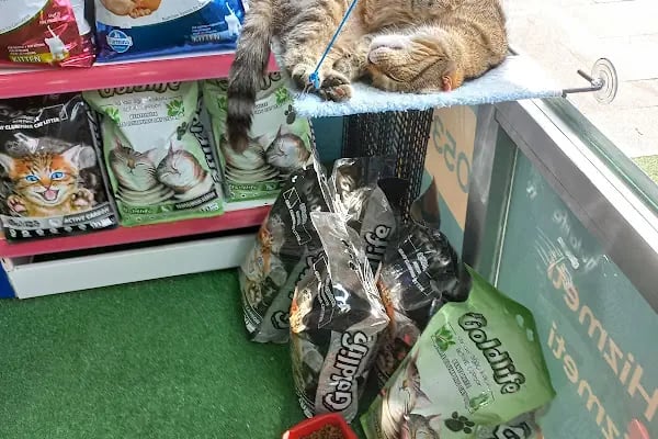 Ümraniye Akça Veteriner Kliniği - Resim 7