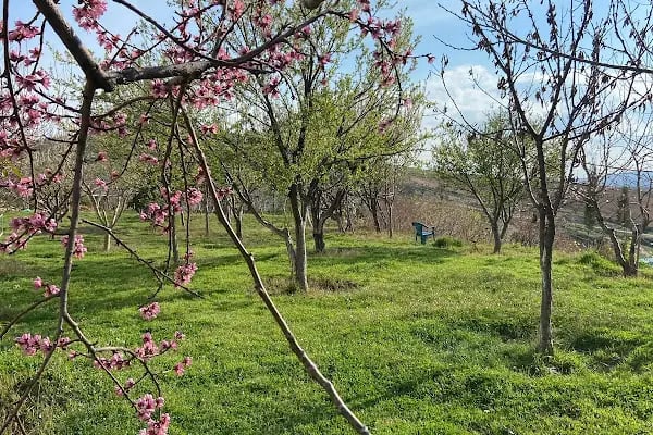 Karabacak Fıstık Arazileri - Resim 6