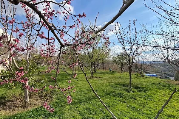 Karabacak Fıstık Arazileri - Resim 2