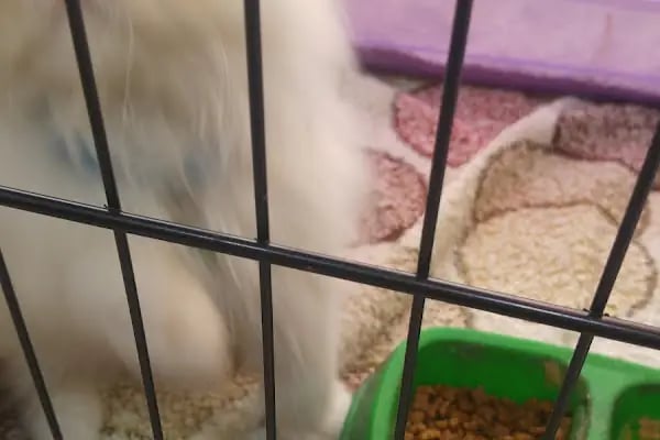 Efe Petshop - Resim 3