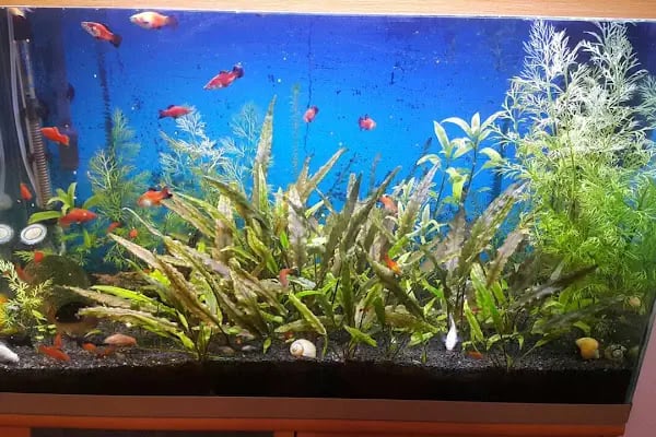 Efe Petshop - Resim 15