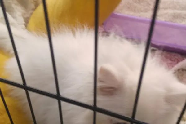 Efe Petshop - Resim 7