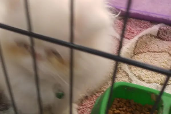Efe Petshop - Resim 6
