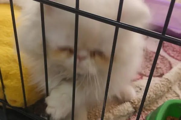 Efe Petshop - Resim 8