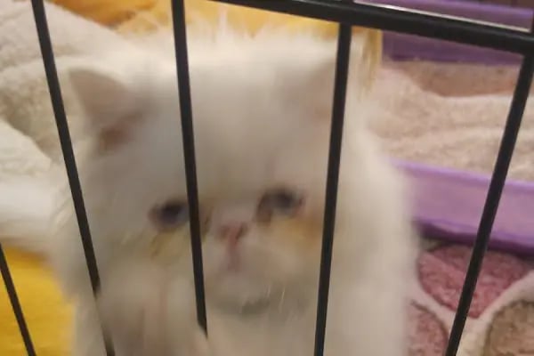 Efe Petshop - Resim 17