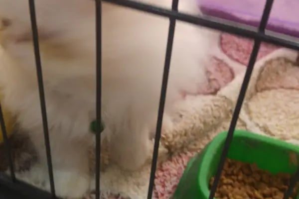 Efe Petshop - Resim 9