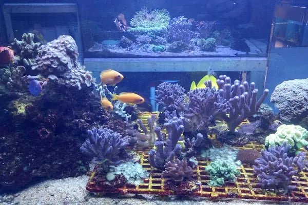 Efe Petshop - Resim 20