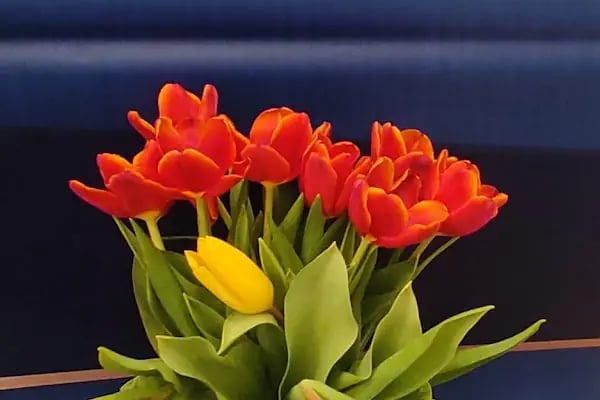 Masal Çiçekçilik - Resim 12