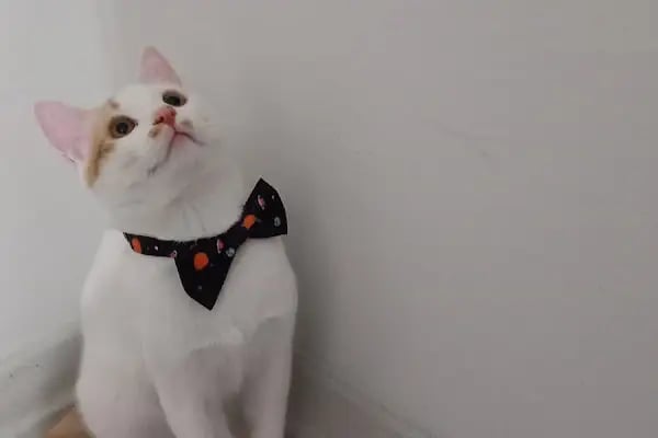 Vatsilla Pet Veteriner Kliniği - Resim 2