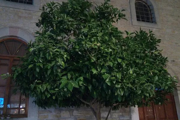Ayios Haralambos Kilisesi - Resim 13
