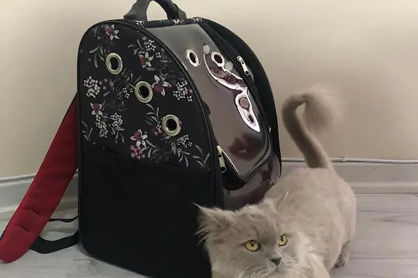 Pets&Vets Veteriner Kliniği - Resim 16