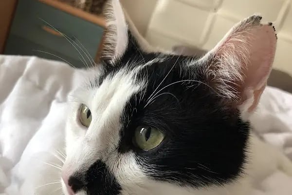 Pets&Vets Veteriner Kliniği - Resim 18