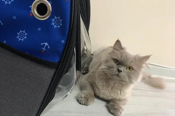 Pets&Vets Veteriner Kliniği - Resim 15