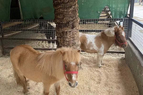 Orfe Tatil Köyü - Resim 10