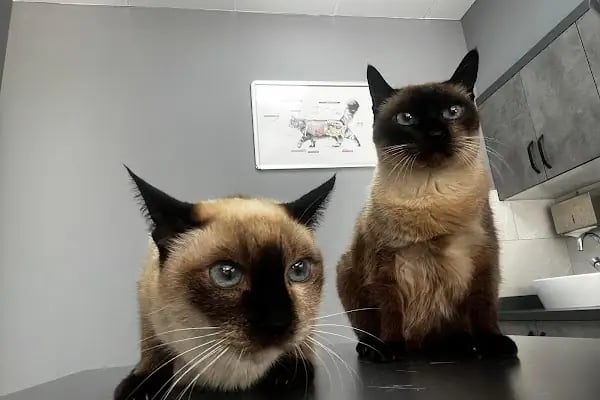 Vetinova Veteriner Kliniği - Resim 19