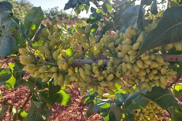 Aksoy Ticaret - Resim 5