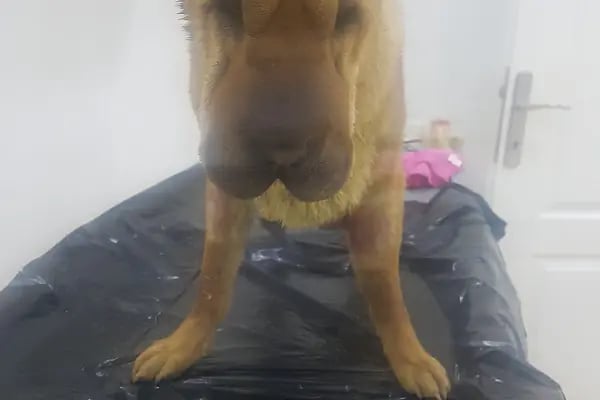 Patican Veteriner Kliniği ( ORVET İZNİK Orhangazi ) - Resim 16