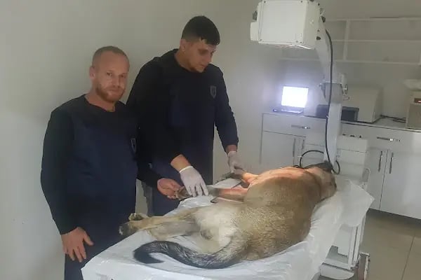 Patican Veteriner Kliniği ( ORVET İZNİK Orhangazi ) - Resim 13