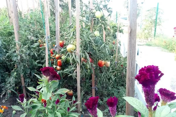 HAS Tatil sitesi - Resim 13
