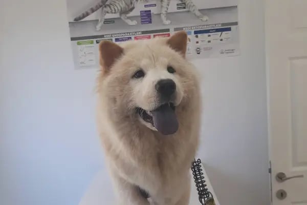 Queen Veteriner Kliniği - Resim 16