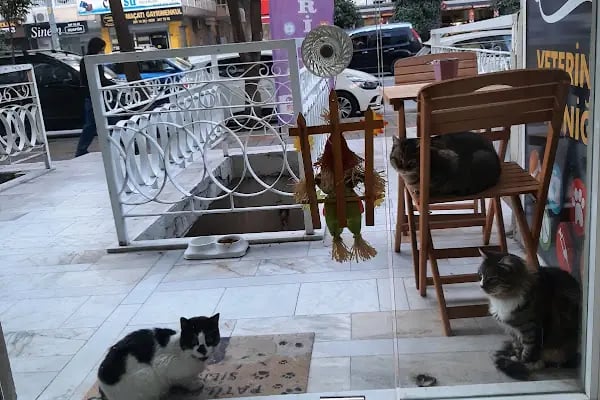 Queen Veteriner Kliniği - Resim 14