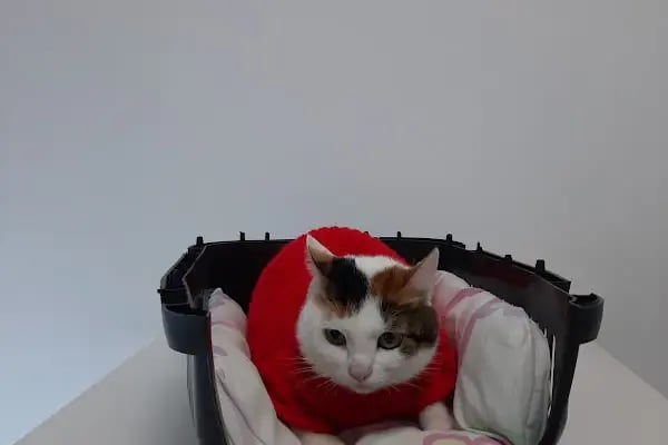 Queen Veteriner Kliniği - Resim 20