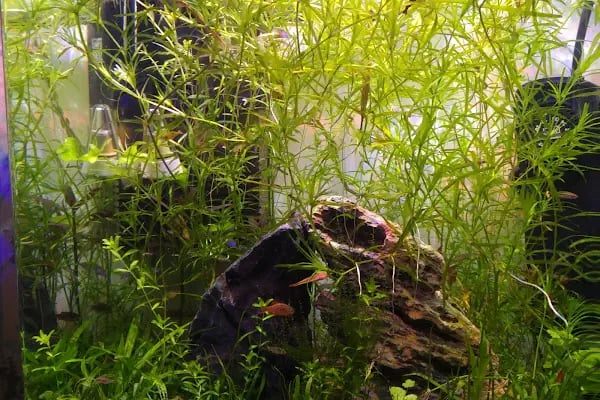 Betta Marketim Petshop - Resim 17