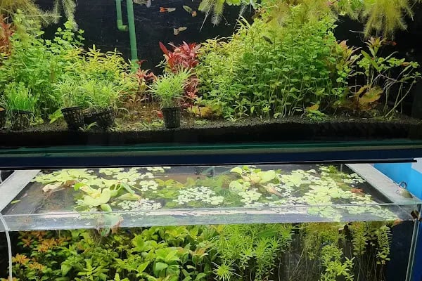 Betta Marketim Petshop - Resim 5