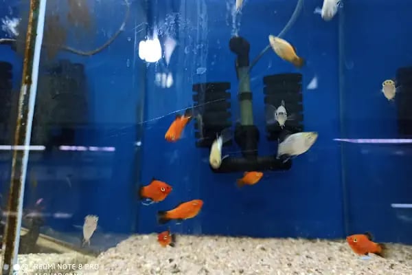 Betta Marketim Petshop - Resim 3
