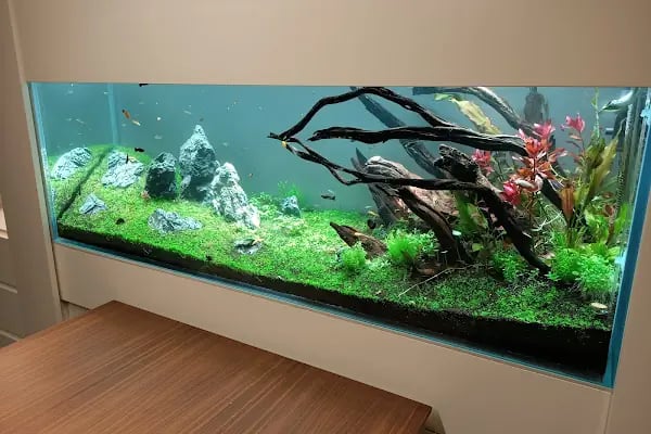 Betta Marketim Petshop - Resim 8