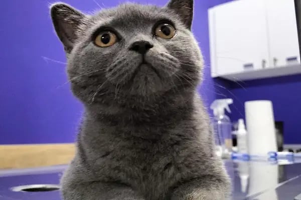 Alpadu Veteriner Kliniği - Arnavutköy veteriner kliniği - Kedi -Köpek - Kafes kuşları - Egzotik hayvan - Resim 2