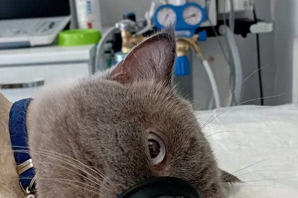Alpadu Veteriner Kliniği - Arnavutköy veteriner kliniği - Kedi -Köpek - Kafes kuşları - Egzotik hayvan - Resim 5