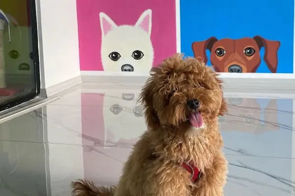Alpadu Veteriner Kliniği - Arnavutköy veteriner kliniği - Kedi -Köpek - Kafes kuşları - Egzotik hayvan - Resim 6