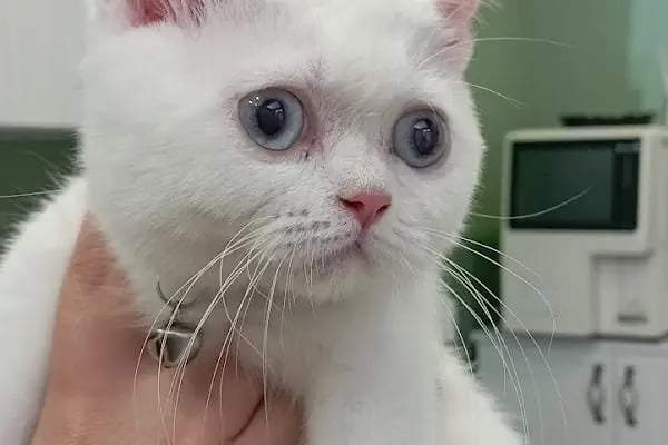 Alpadu Veteriner Kliniği - Arnavutköy veteriner kliniği - Kedi -Köpek - Kafes kuşları - Egzotik hayvan - Resim 3