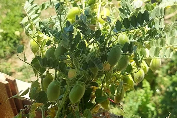 Meydan Lokantası ve Kebapçı - Resim 4