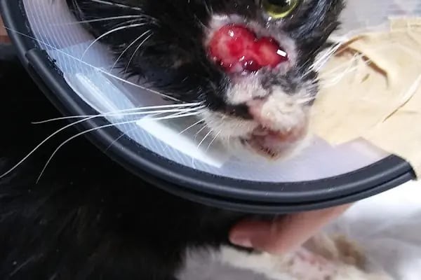 Petpark Veteriner Klinigi Denizli - Resim 16