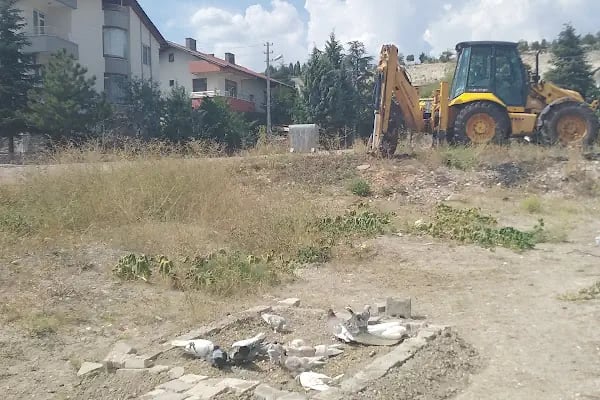 Tavuk güvercin civciv - Resim 13