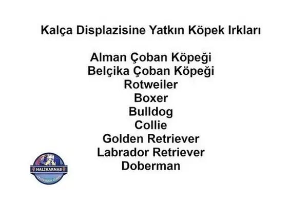 Yalıkavak Halikarnas Veteriner Kliniği - Resim 13