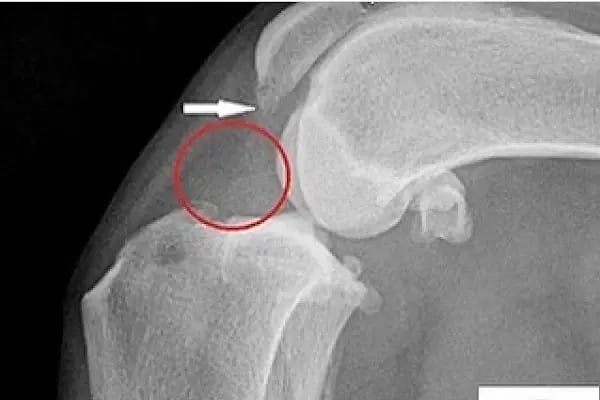 Yalıkavak Halikarnas Veteriner Kliniği - Resim 16