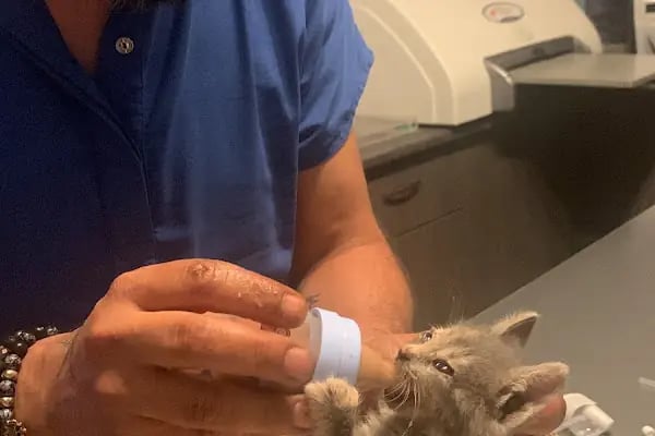 Yalıkavak Halikarnas Veteriner Kliniği - Resim 11