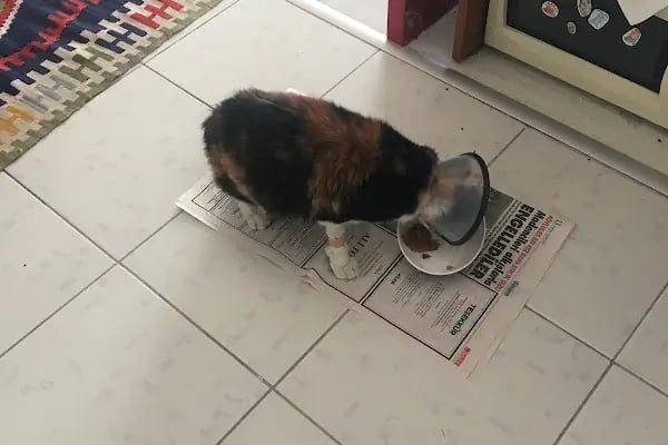 Yalıkavak Halikarnas Veteriner Kliniği - Resim 10