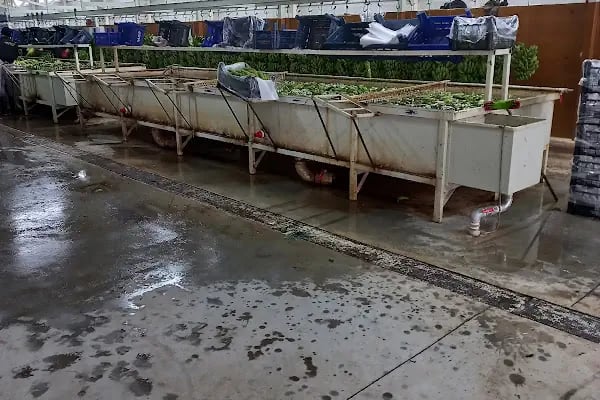 YILDIZ BAL TARIM GIDA MEYVE PAKETLEME VE SOĞUK HAVA TESİSLERİ Yıldız Anamur - Resim 19