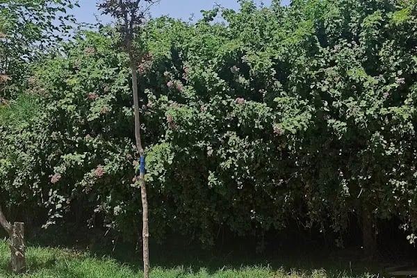 Karpuzatan Mesire Alani Ve Piknik Yeri - Resim 16