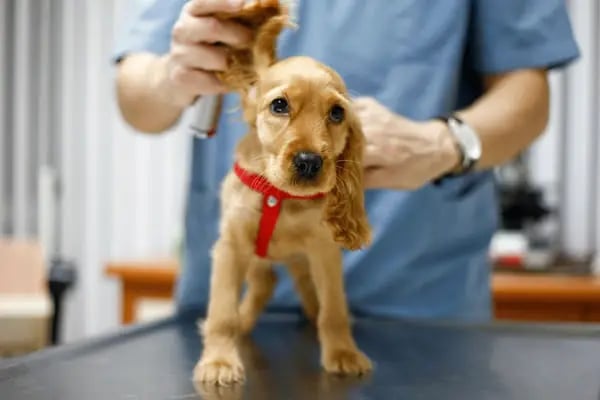 Aksoy Veteriner Kliniği - Resim 4